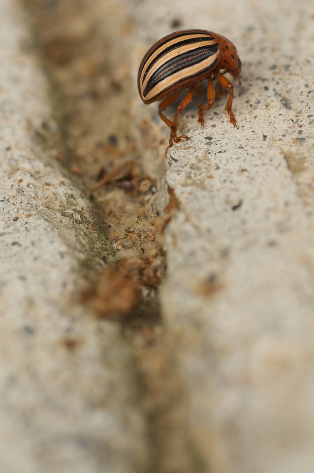 Colorado potato beetle-1