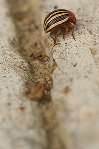 Colorado potato beetle-1