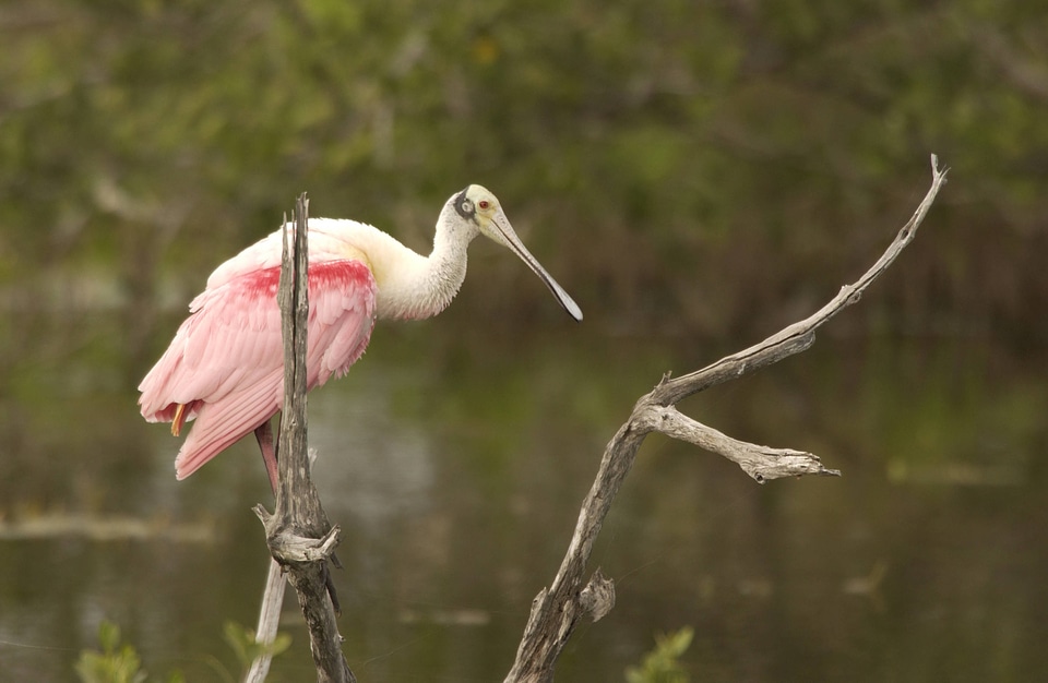 Roseate Spoonbill resting in low tree