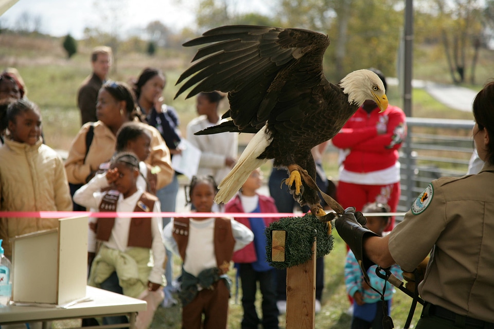 Environmental educator with Bald Eagle