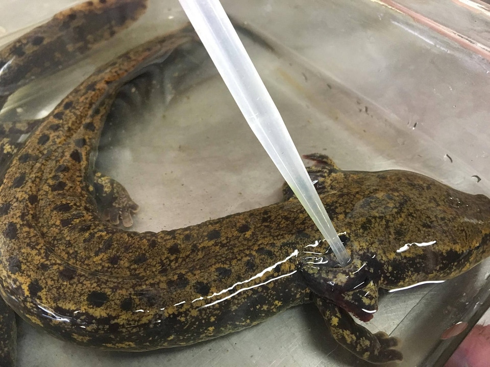 Glochidia are pipetted onto the gills of the mudpuppy