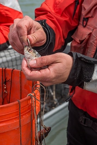 Close-up of Alewife used as bait for lake sturgeon
