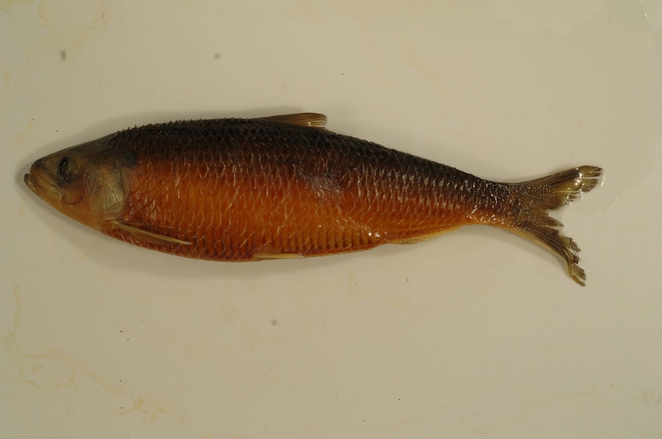 Alosa aestivalis-1