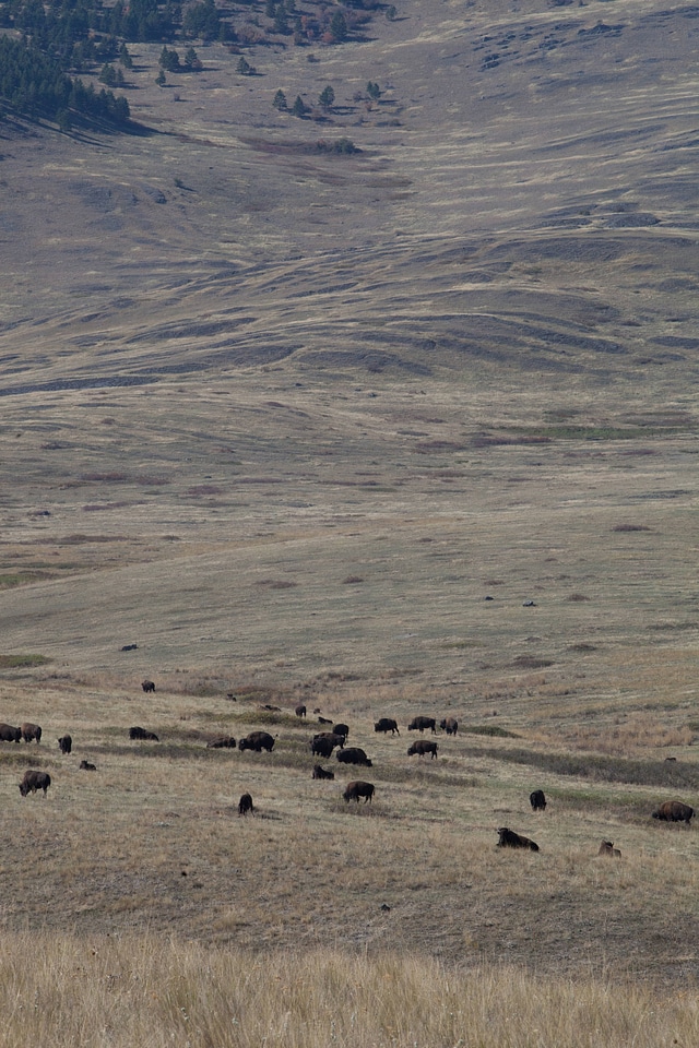 Bison herd-3