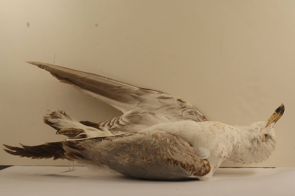 Larus delawarensis