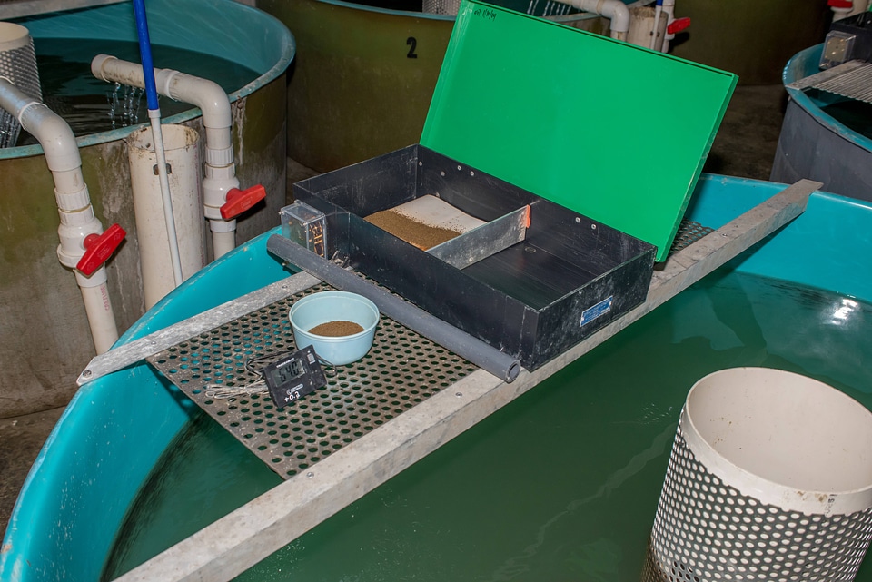 Belt feeder in Sturgeon Building