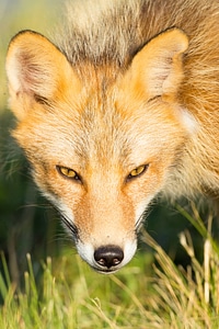 Red fox close-up-1