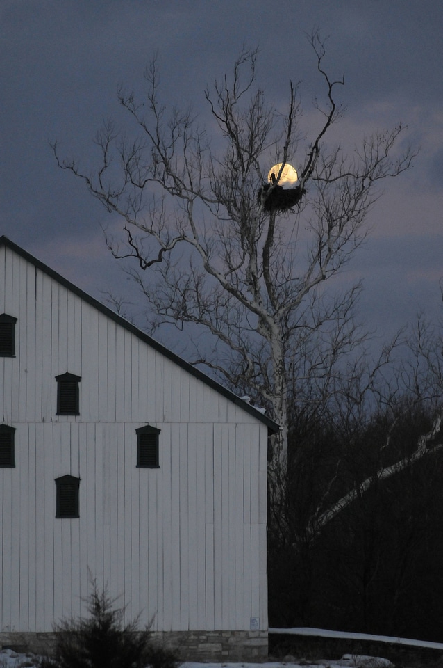 NCTC eagles nest at night-3