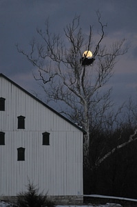 NCTC eagles nest at night-3