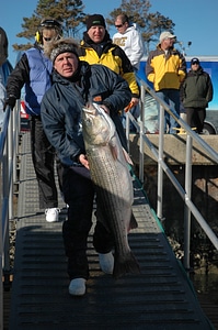 Man holding Rockfish photo