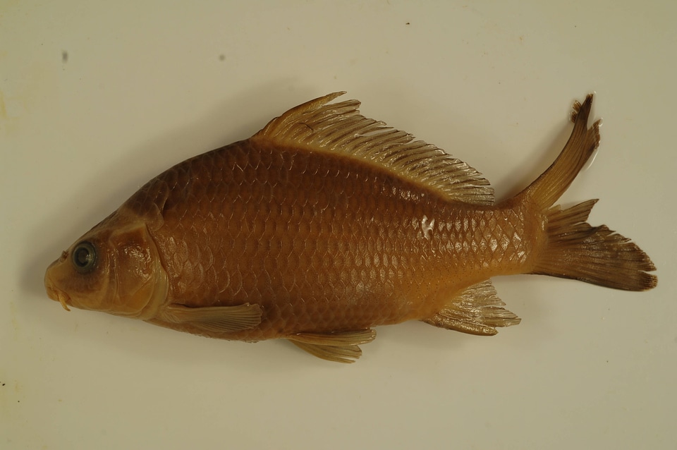 Cyprinus carpio-2