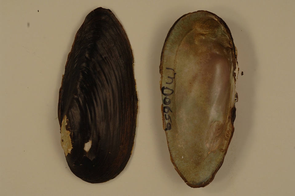 Elliptio fisheriana-1