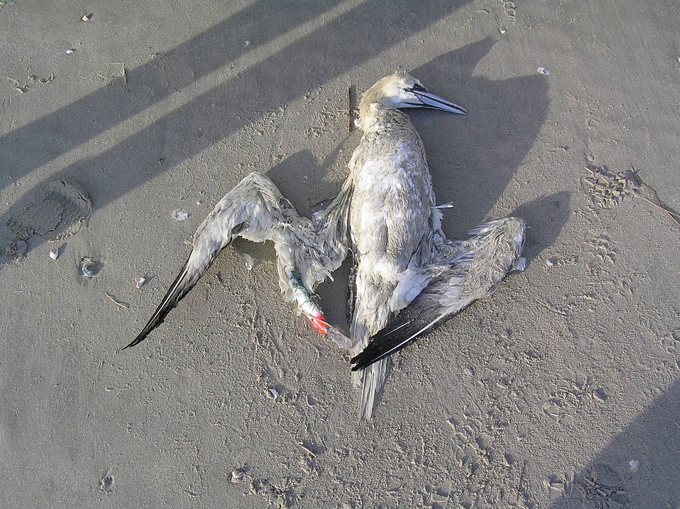 Northern Gannet entangled in fishing line