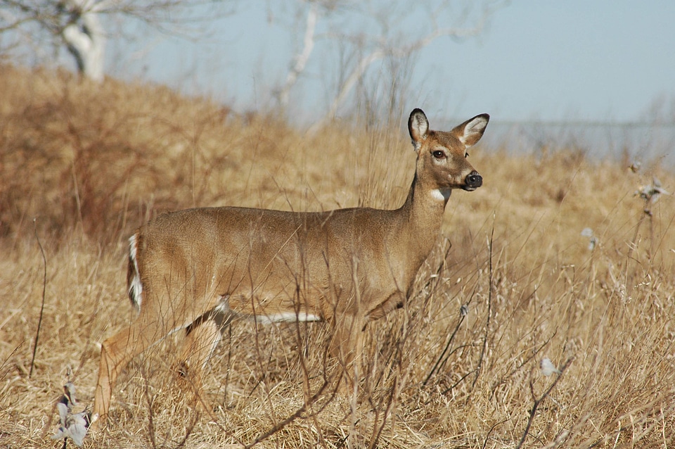 White-tailed Deer-1