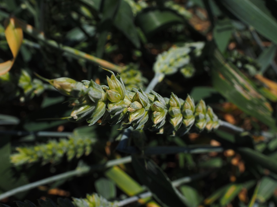 Ear grain cornfield