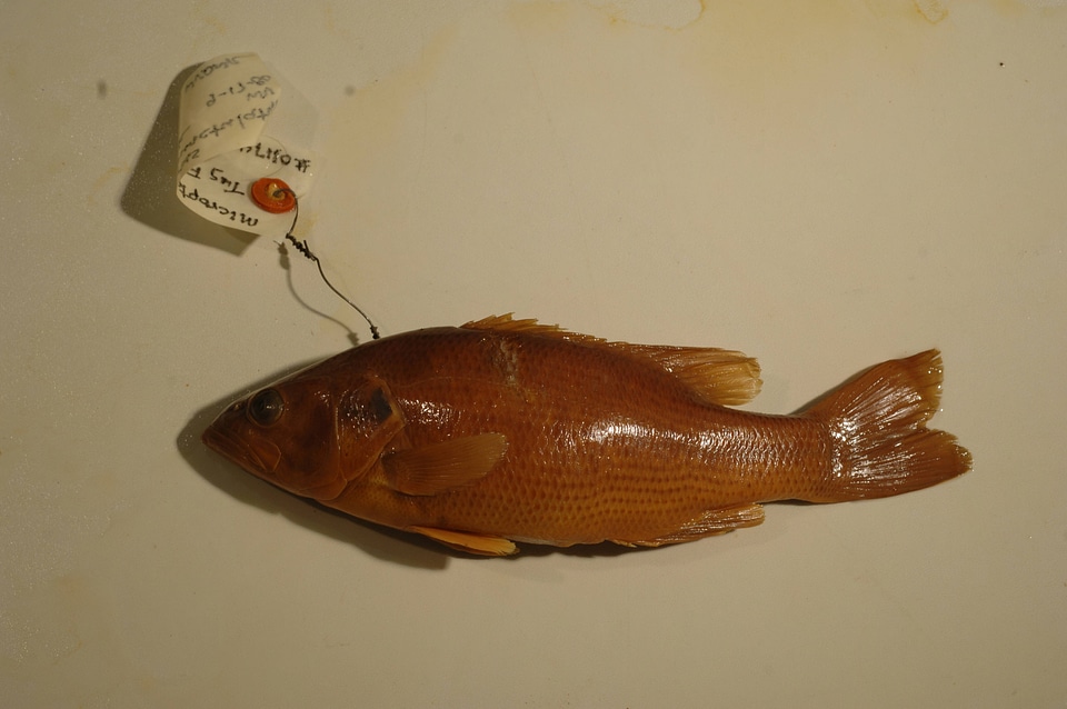 Micropterus punctulatus-1