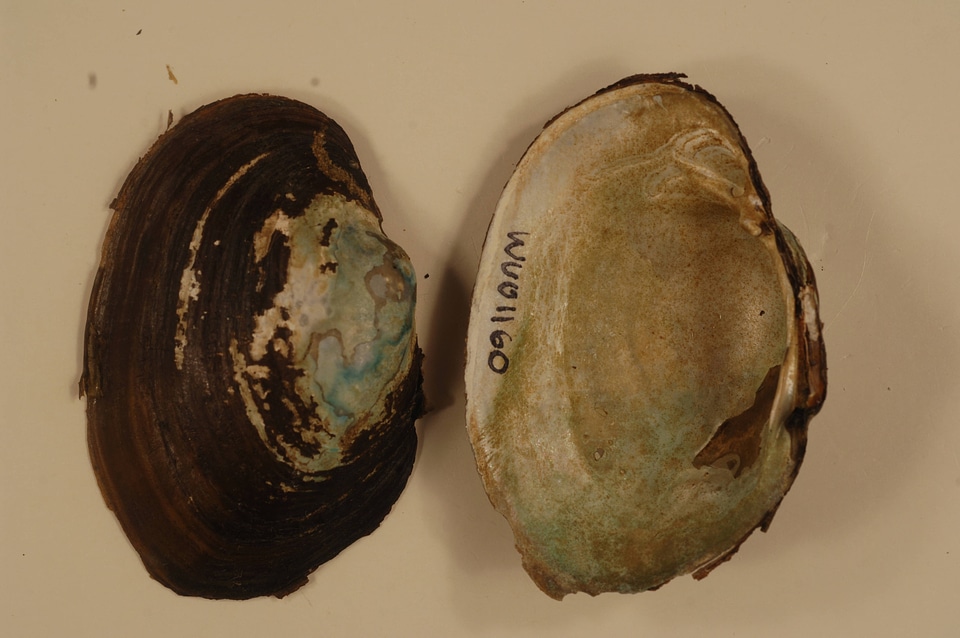 Lampsilis cardium-1