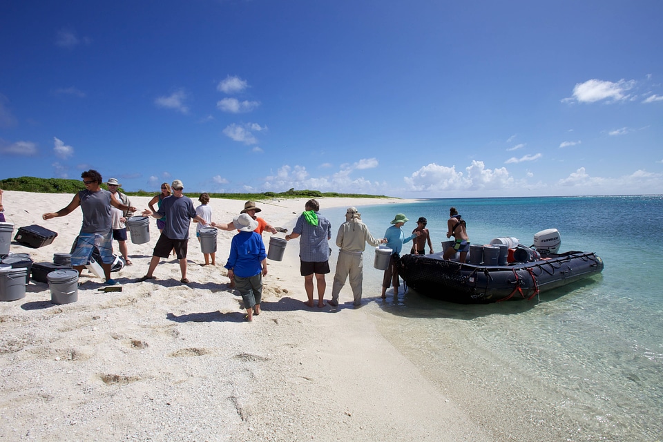 Nihoa Millerbird Translocation-1