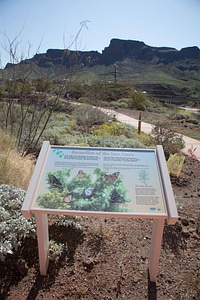 Butterflies of the last oasis sign
