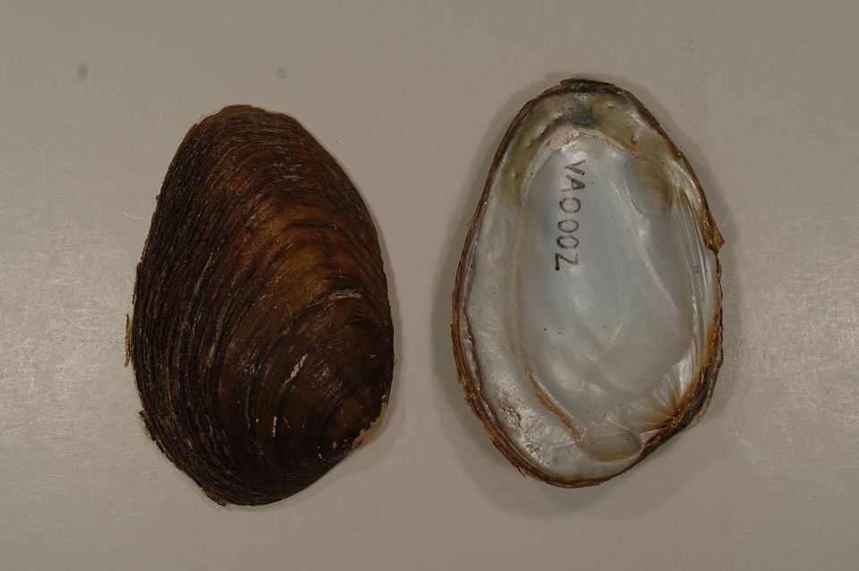 Pleuronaia dolabelloides-1