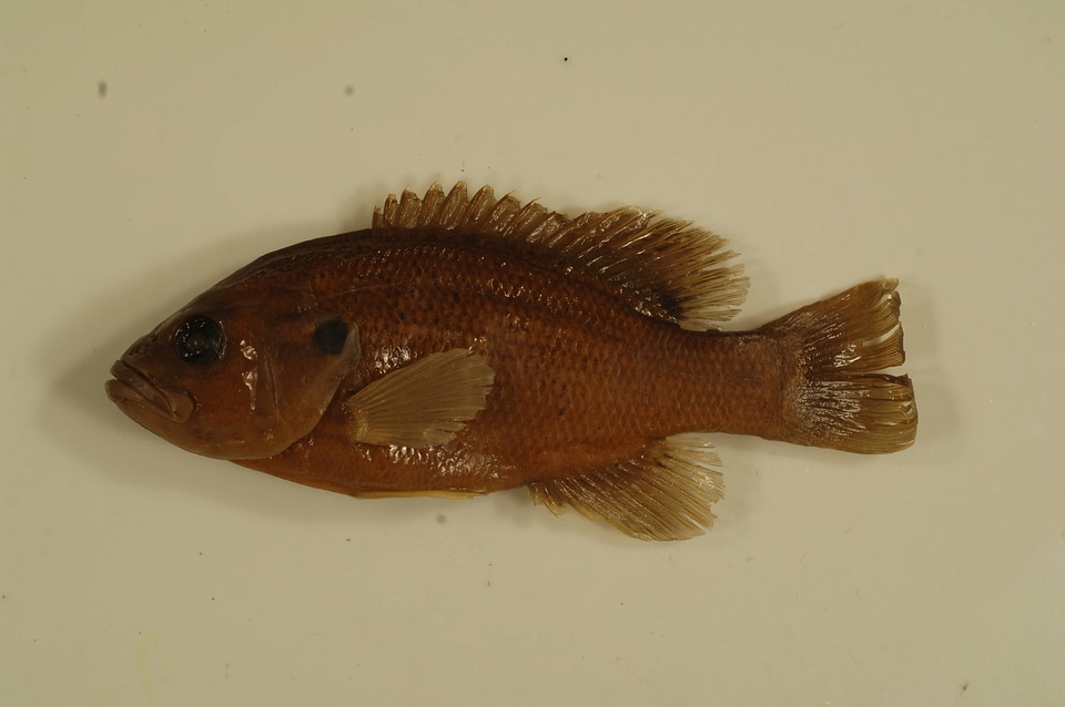 Lepomis cyanellus