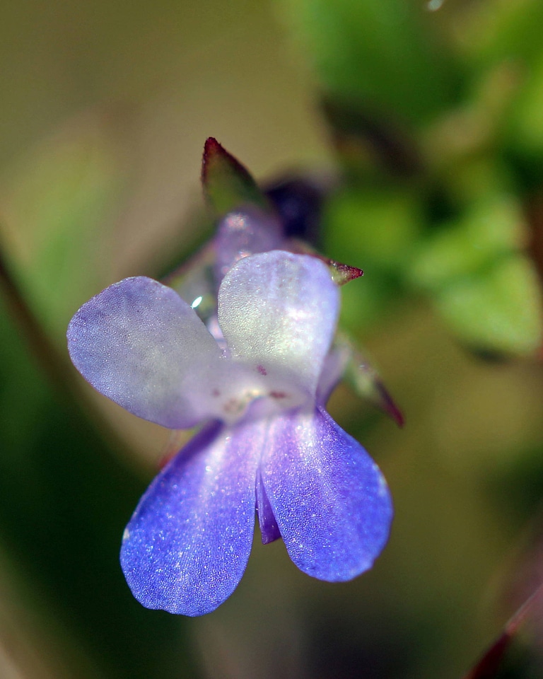 Collinsia parviflora