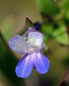 Collinsia parviflora