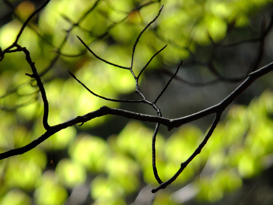 Forest tree fresh