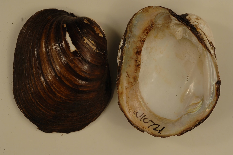 Lampsilis higginsii