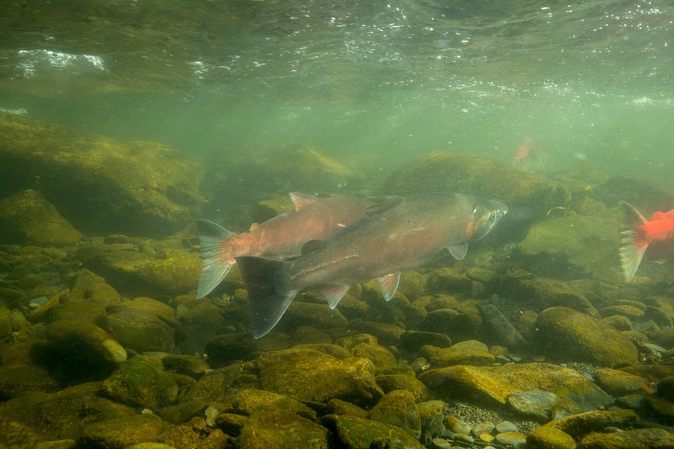  Sockeye Salmon-1