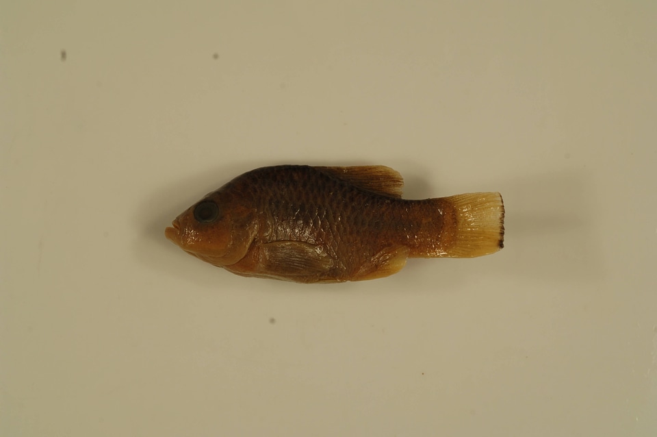 Cyprinodon bovinus