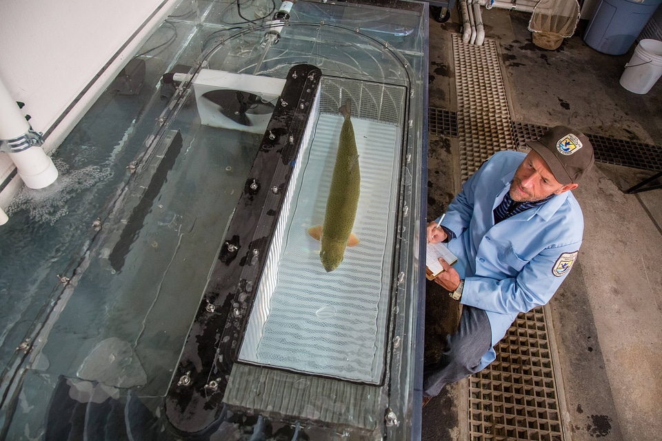 Biologist conducts a swim test on a large Rainbow trout-1
