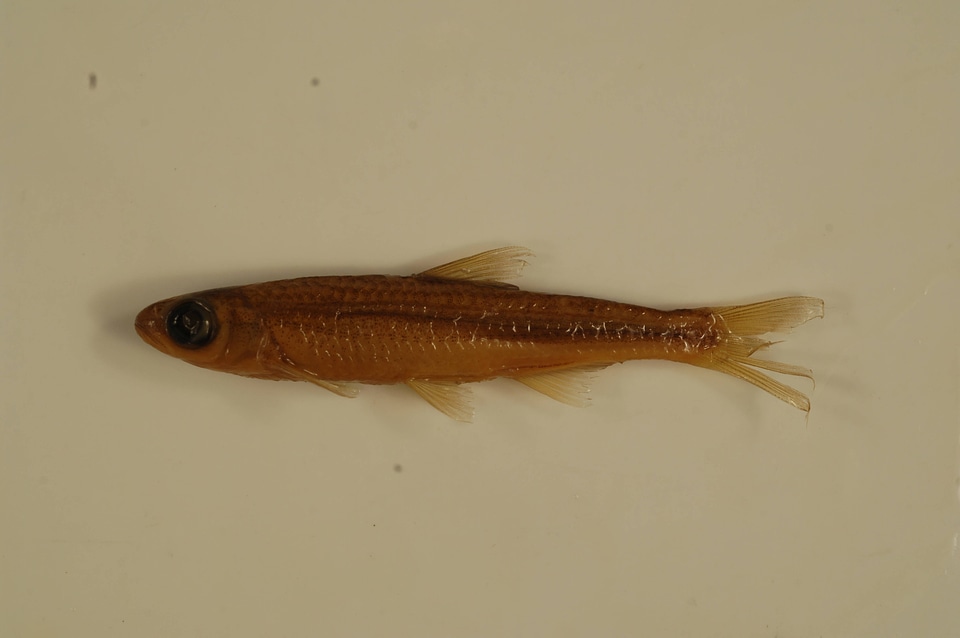 Notropis telescopus-1