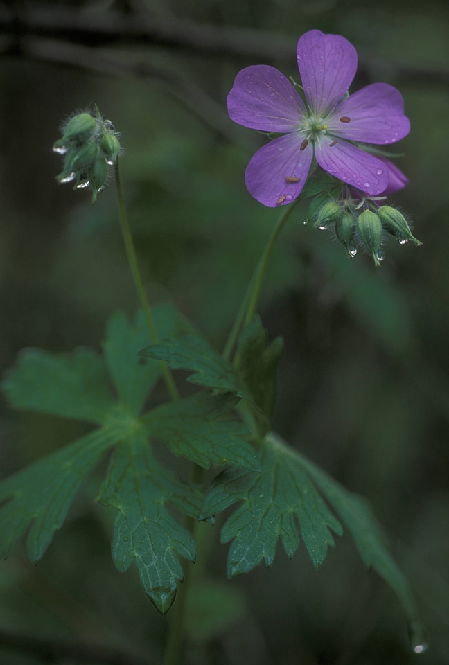 Wild geranium