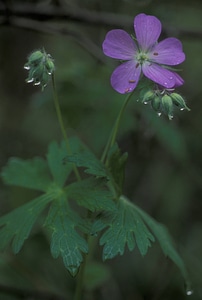 Wild geranium photo