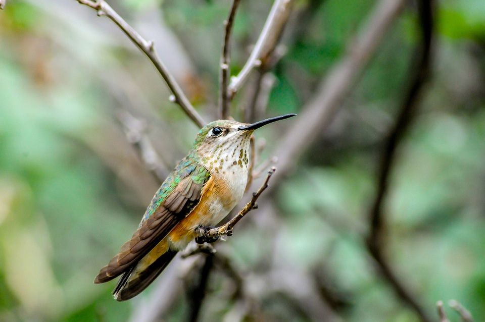 Female Rufous hummingbird on twig-2