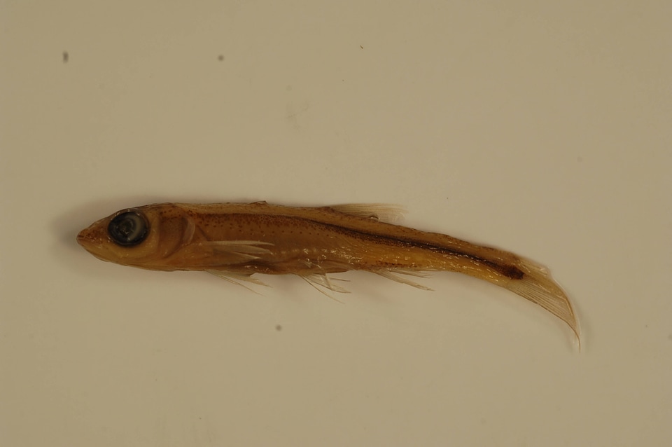 Notropis stilbius