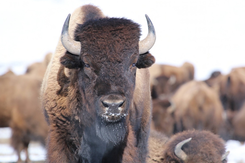 Bison stands in the sunlight