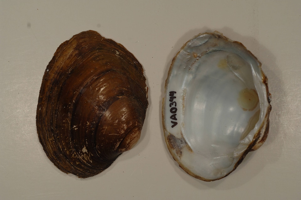 Lampsilis ovata-2