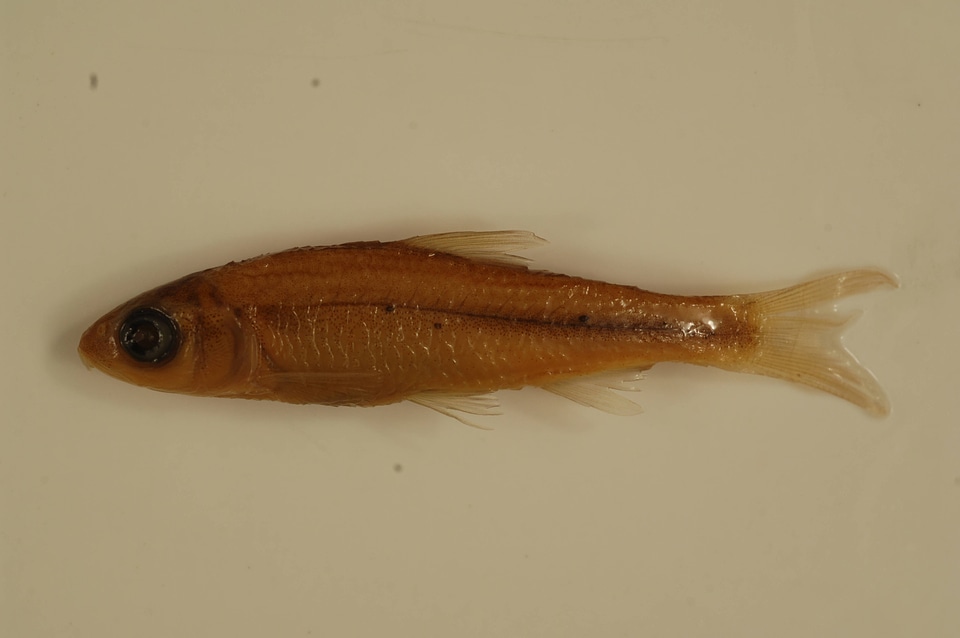 Luxilus chrysocephalus-1