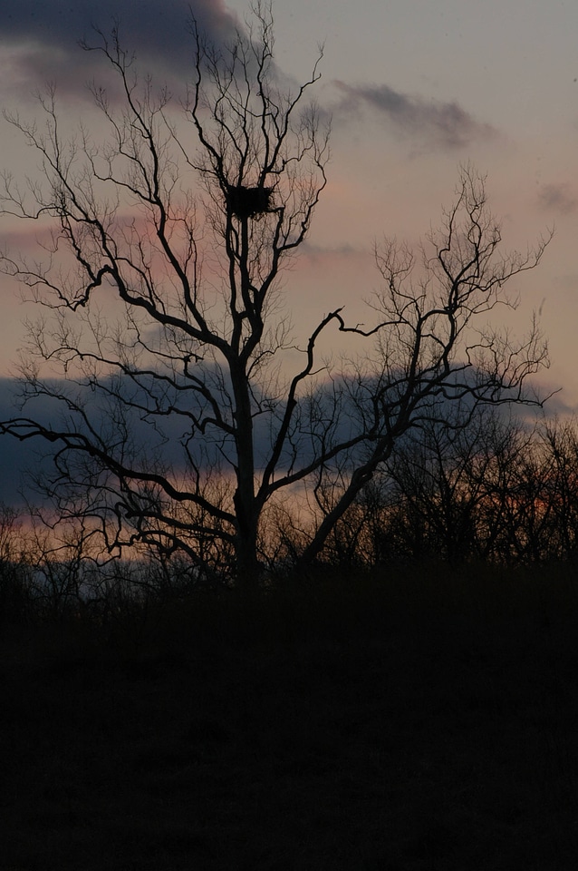 NCTC eagles nest at night-2
