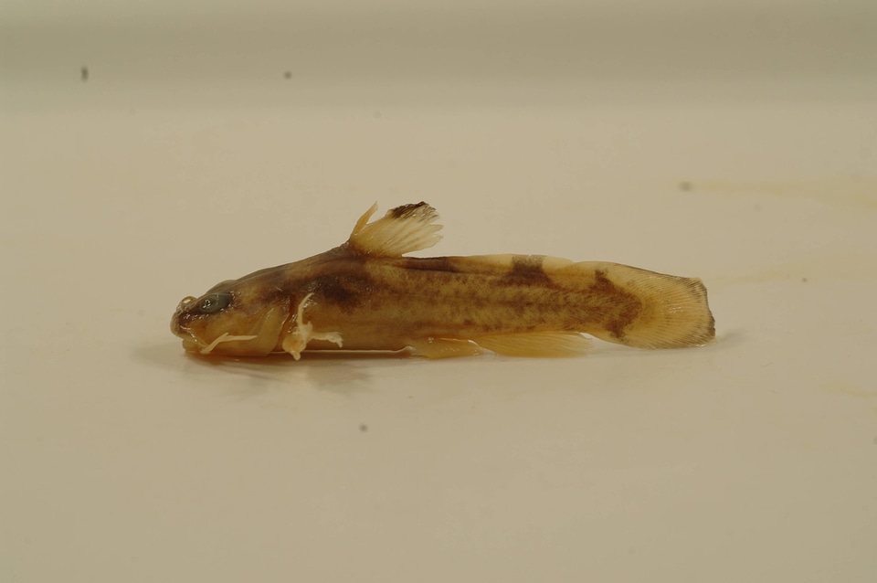 Noturus miurus-2