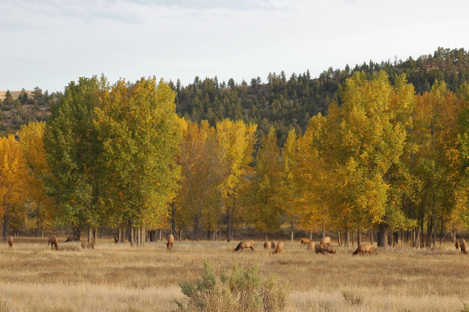 Rocky Mountain elk herd in a field of Fall Cottonwoods