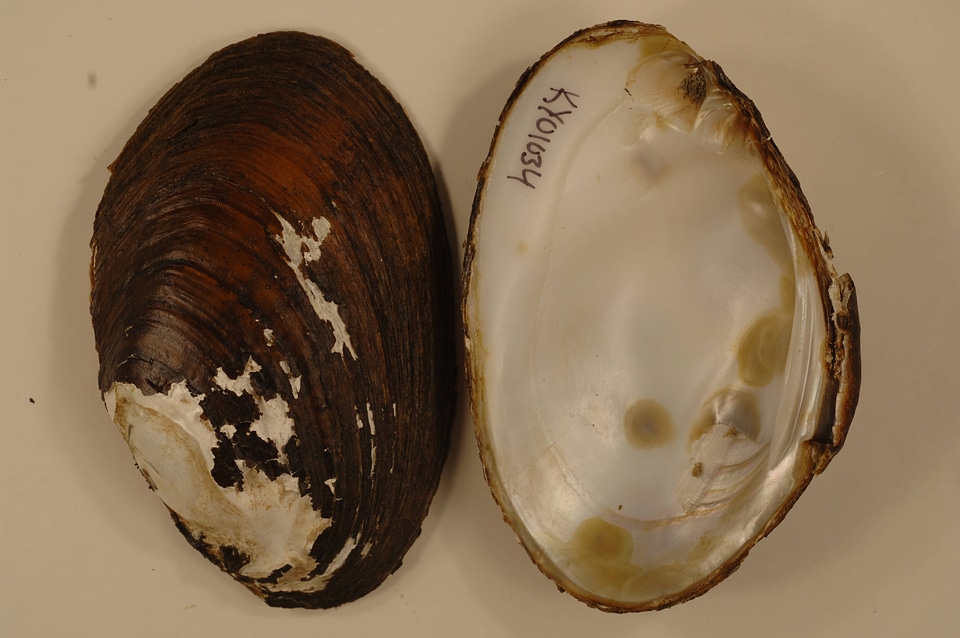 Ortmanniana ligamentina-1