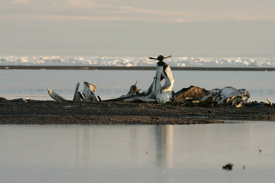 Debris on the shore photo