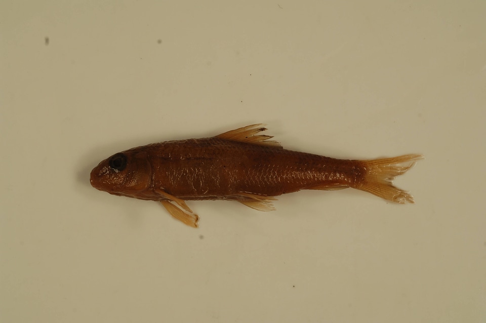 Moxostoma sp.