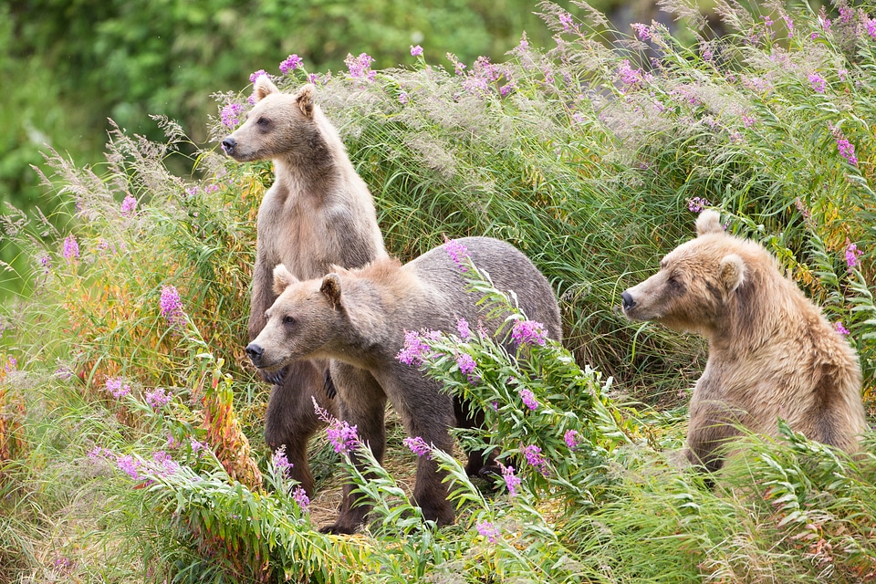 Kodiak brown bear with cubs-1