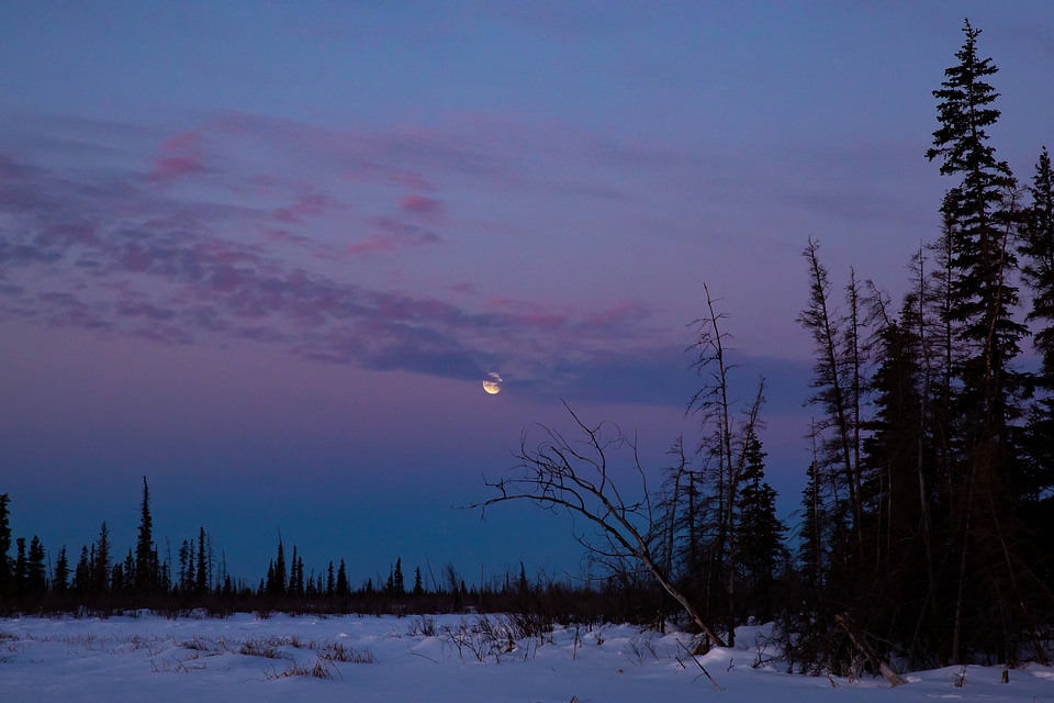 Moonset over the boreal forest of interior Alaska
