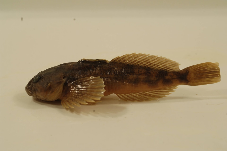 Cottus cognatus-1