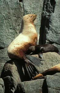 Steller sea lion and pup photo